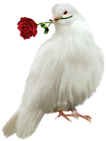 a dove with a rose 